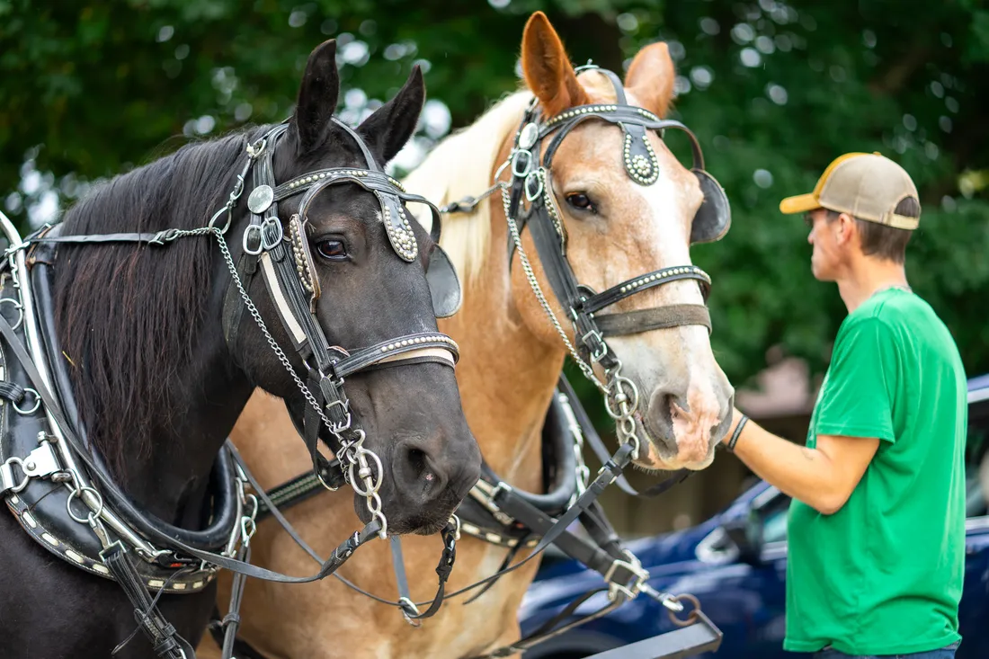 Draft horses ready for a festival ride